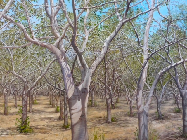 Hollister Orchard oil on canvas 30x40 in